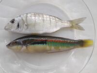 Родос: предложения по морской рыбалке и камбала за 35 евро