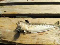 Родос, апрель: дожди и одни бычки на крючке