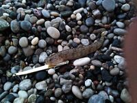 Родос, апрель: дожди и одни бычки на крючке