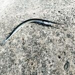 Опыт рокфишинга: Ханна 69 vs EX69, Remol и сарган