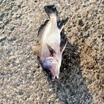 Опыт рокфишинга: Ханна 69 vs EX69, Remol и сарган