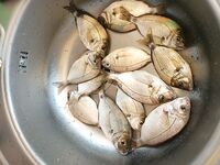 Опыт рокфишинга: Ханна 69 vs EX69, Remol и сарган