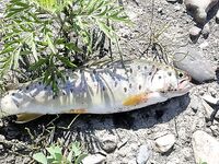 Опыт рокфишинга: Ханна 69 vs EX69, Remol и сарган