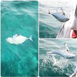 Хэвлок: морская рыбалка на ORCA и запрессованный берег