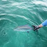 Хэвлок: морская рыбалка на ORCA и запрессованный берег