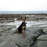 Андаманские острова: прилив, морская змея и полиция