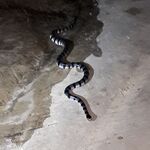 Андаманские острова: прилив, морская змея и полиция