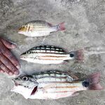 Андаманские острова: прилив, морская змея и полиция