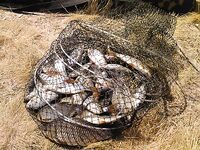 Фото после отчёта — добавил, как и обещал