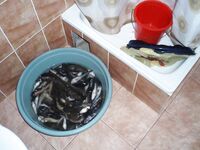 Жара +40 в Кирилловке и лодка напрокат — рыбалка по бычку