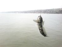 Мариуполь — бычок пошёл, насадки мясо и кальмар