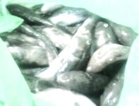 Мариуполь — бычок пошёл, насадки мясо и кальмар