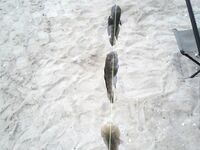 Мариуполь — бычок пошёл, насадки мясо и кальмар