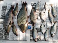 Пересыпь: каналы, спор с «собственником» и улов на булочку