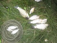 Пересыпь: каналы, спор с «собственником» и улов на булочку