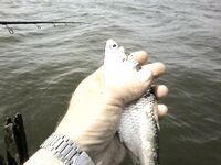 Май-июнь — море и аренда ВДХ, чужой отчёт зацепил