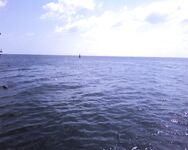 Пеленгас вялый, морской червь дефицит, тарань чистая