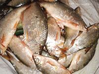 Пеленгас вялый, морской червь дефицит, тарань чистая