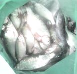 Тарань на Азове у Мариуполя, вечер отработал