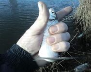 Тарань пошла в речки, движение по Азову началось