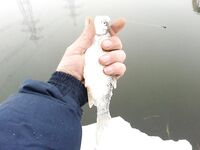 Тарань пошла в речки, движение по Азову началось