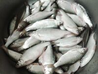 Тарань пошла в речки, движение по Азову началось