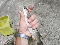 Городская зона Азова — ловлю в черте, за город не выезжаю