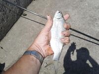 Городская зона Азова — ловлю в черте, за город не выезжаю