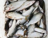 Таганрогская лодочная рыбалка, 1 км от берега, хлеб в чулке