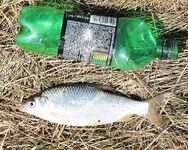 Таганрогская лодочная рыбалка, 1 км от берега, хлеб в чулке