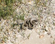 Таганрогская лодочная рыбалка, 1 км от берега, хлеб в чулке