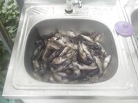 Казантип, Мысовое — сутки за рулём и морская рыбалка на бычка