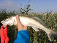 Азовские лиманы: утро и вечер по судаку и жереху