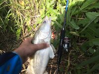 Азовские лиманы: утро и вечер по судаку и жереху