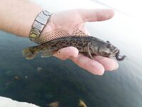 Мысовое у Казантипа: бычок «как из пулемёта» и массовый замор