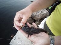 Мысовое у Казантипа: бычок «как из пулемёта» и массовый замор