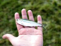 Таганрог, мотор с местным дедом: тарань, бычки и шемая