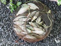 Таганрог, мотор с местным дедом: тарань, бычки и шемая