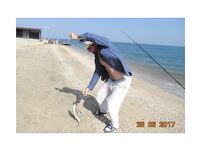 Голубицкая: пеленгас на нереиса, дистанция 15–100 м