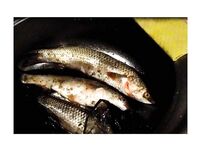 Голубицкая: пеленгас на нереиса, дистанция 15–100 м