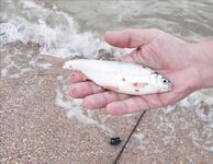 Должанская, 25.07–05.08: морская рыбалка на фидер с магазинной оснасткой