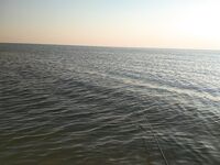 Потрошил сразу на берегу, чайки аплодировали