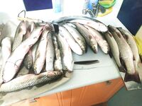 Видео позже, а в Курортном ловил два дня назад — рыбалка была