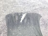 Три недели за пеленгасом: морская рыбалка как поиск