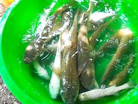 Пиленгас в Должанской: морская рыбалка на донки и червя