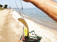 Пиленгас в Должанской: морская рыбалка на донки и червя