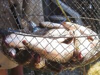 Килошный на Азове: рыбалка с берега без фото