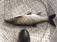 Ещё три дня до Азова — разминаюсь жерехом на Рыбинке