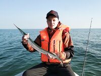 Калининград, сарган порадовал — вернусь за судаком