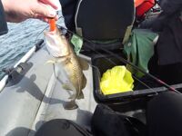 Балтика: треска в открытом море — короткий ролик